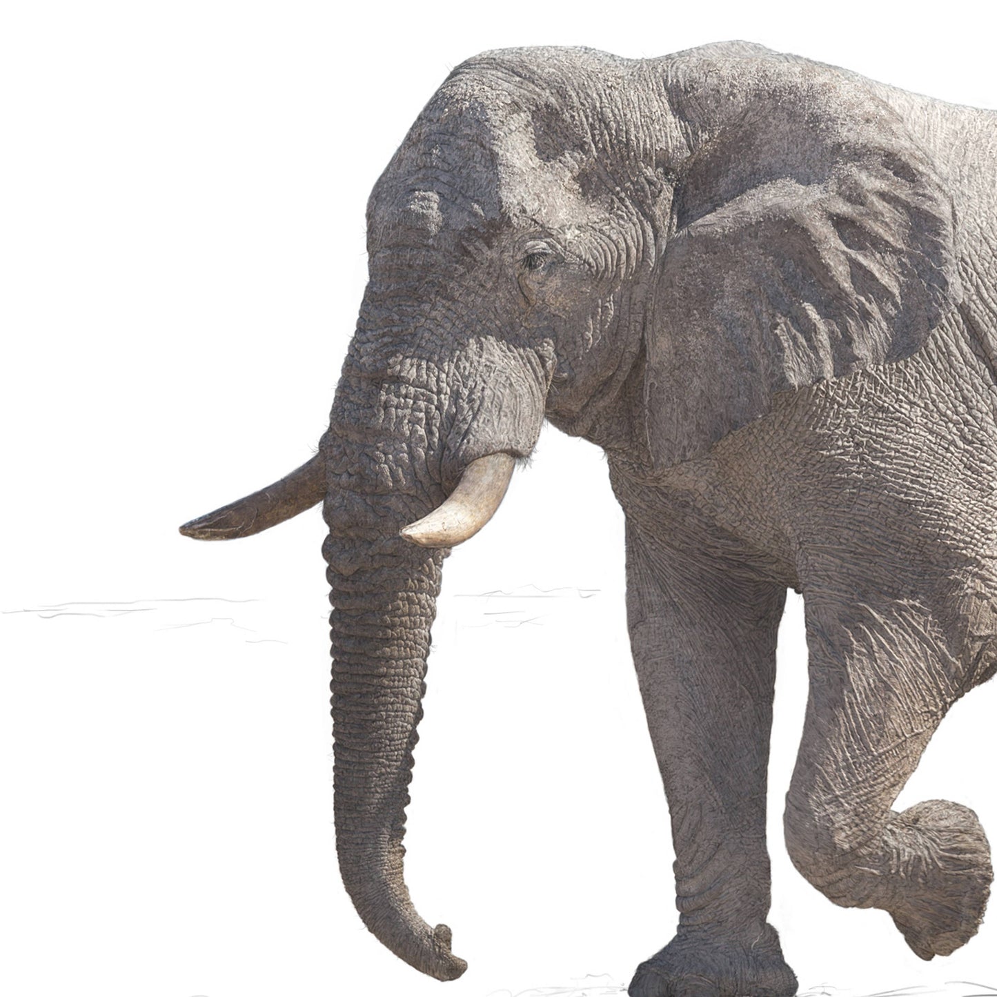 African Elephant - Print A1/A2 (landscape): A2