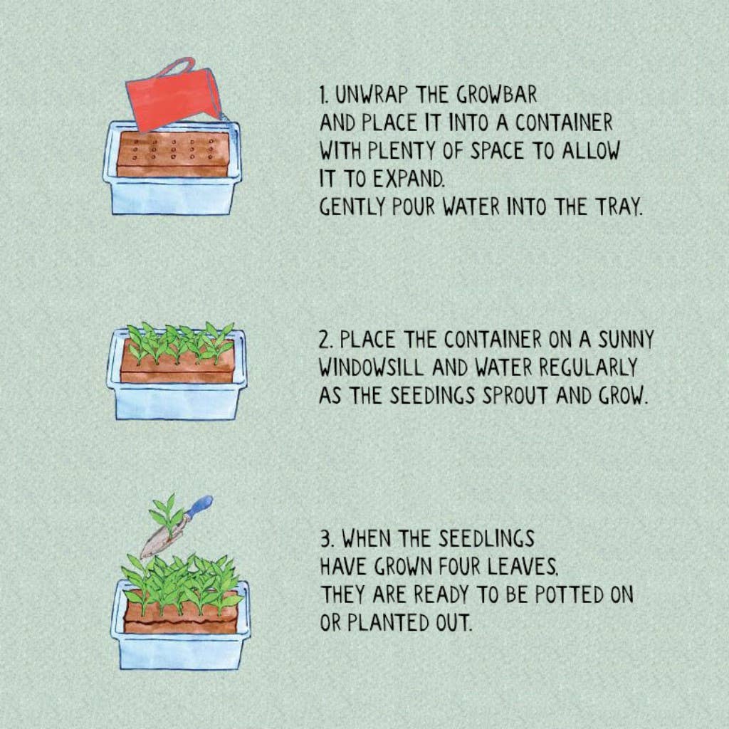 The Jane Austen Flowers Growbar